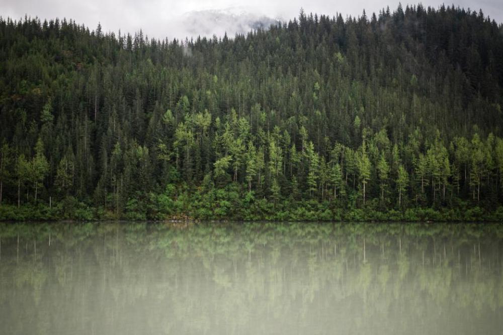 green trees plant nature forest green trees plant nature forest
