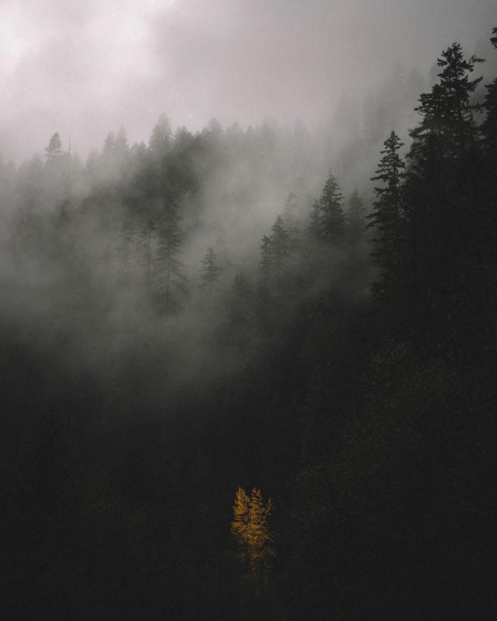 tree plant nature forest reflection tree plant nature forest reflection