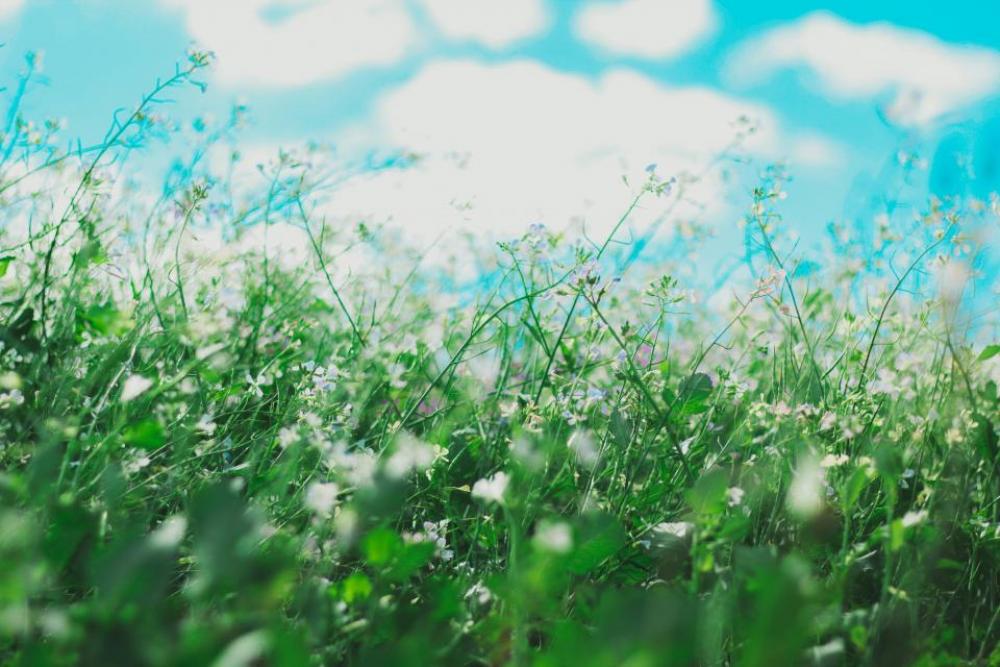 flowers nature blossoms field bed flowers nature blossoms field bed