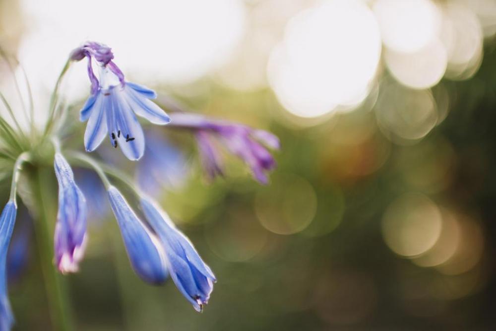 blue petal flower bokeh plant blue petal flower bokeh plant