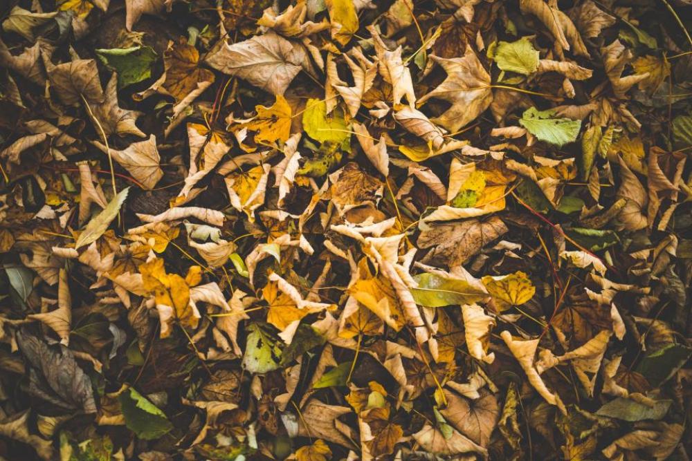 autumn fall leaves yellow nature autumn fall leaves yellow nature