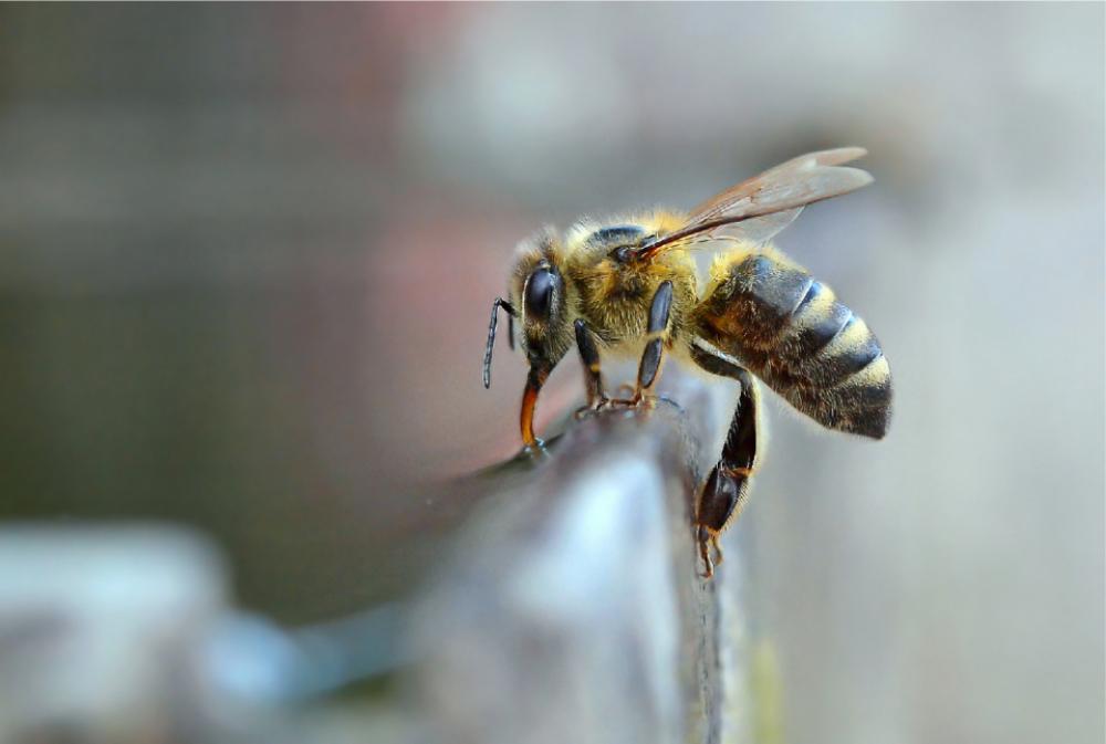 bee insect macro close up nature bee insect macro close up nature