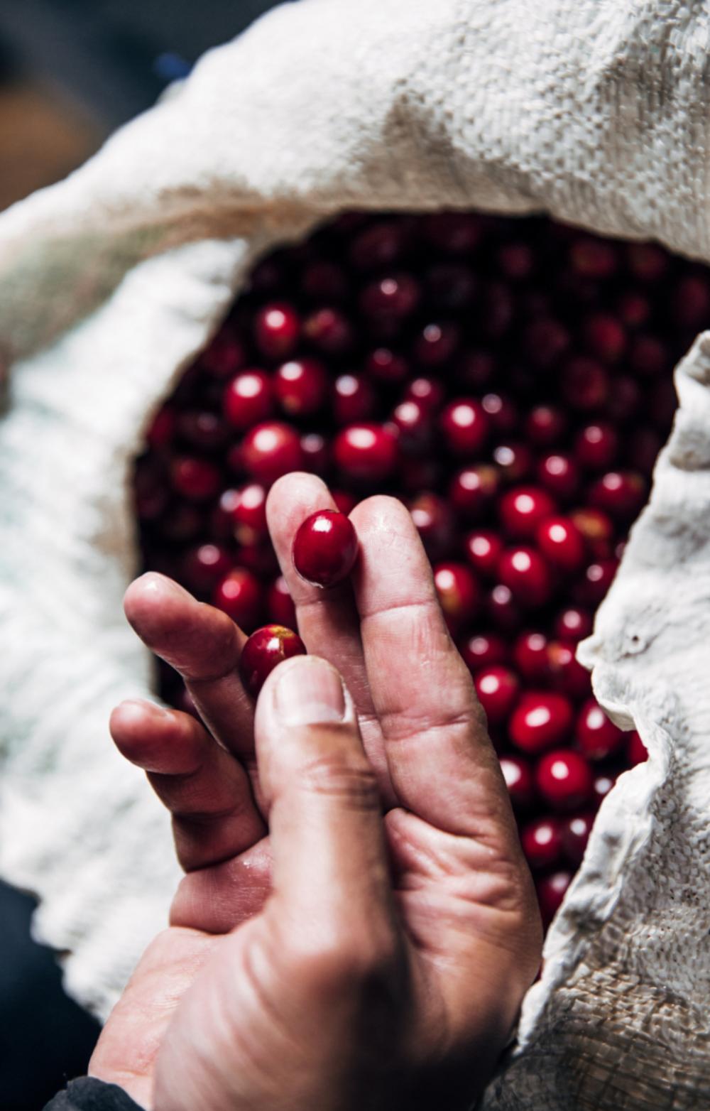 red coffee beans hand holding red coffee beans hand holding
