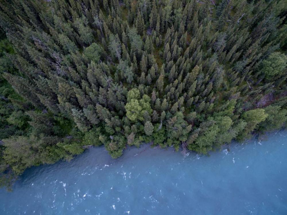 lake river water trees forest lake river water trees forest