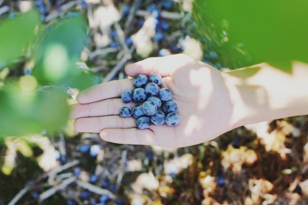 hand blueberry fruit fresh plant hand blueberry fruit fresh plant