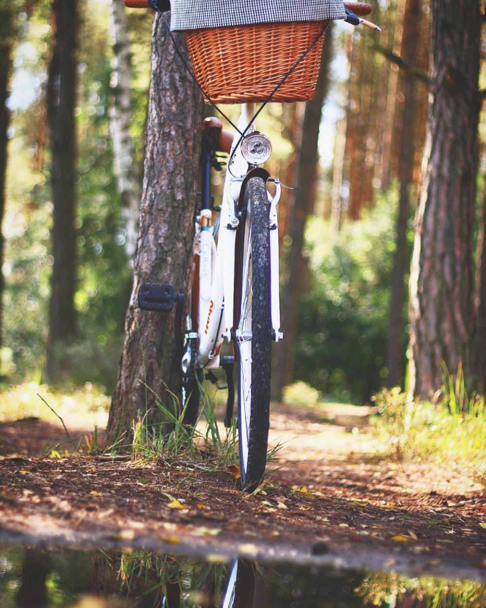 bicycle adventure forest basket bike bicycle adventure forest basket bike