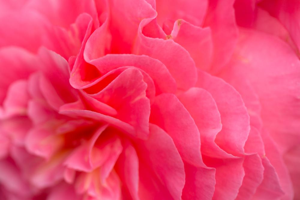 pink flower petals background spring pink flower petals background spring