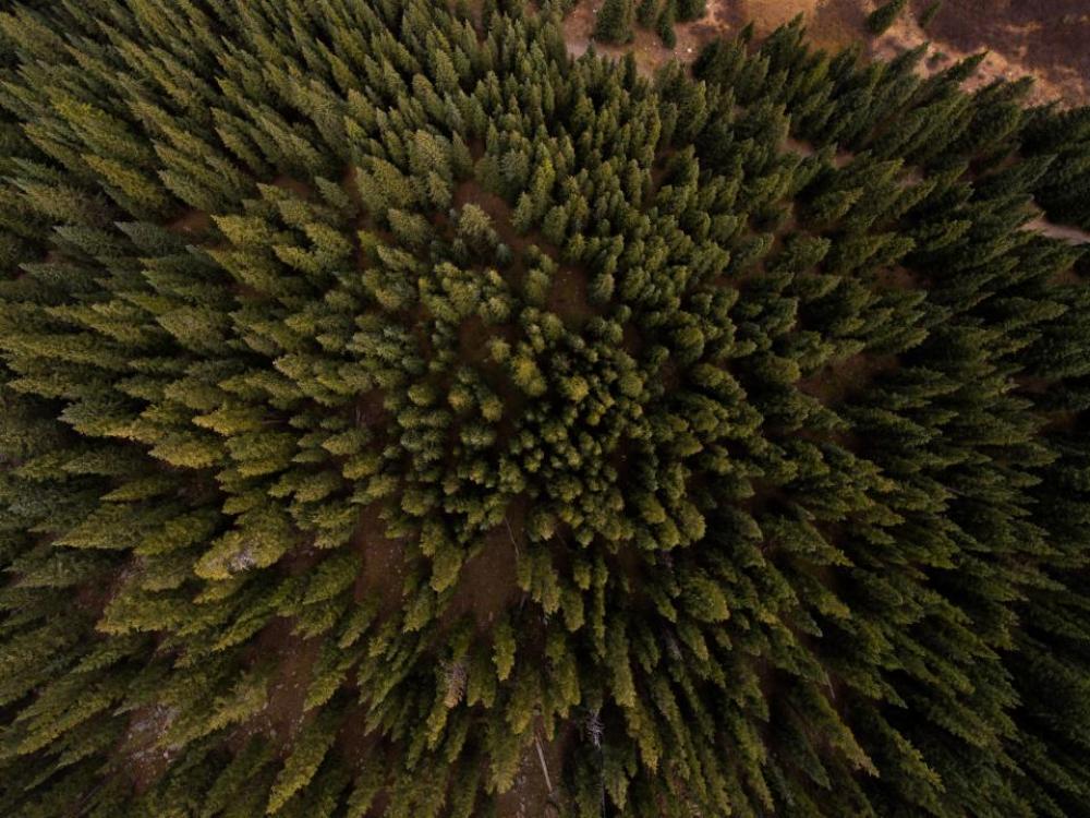 aerial view pine trees plants aerial view pine trees plants