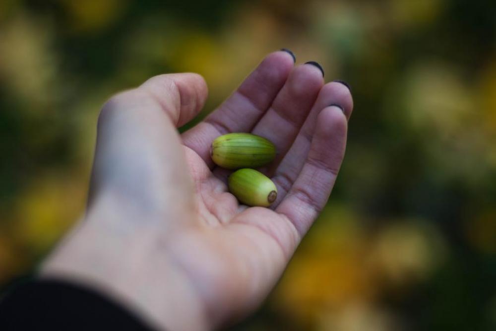 blur hand palm seed blur hand palm seed