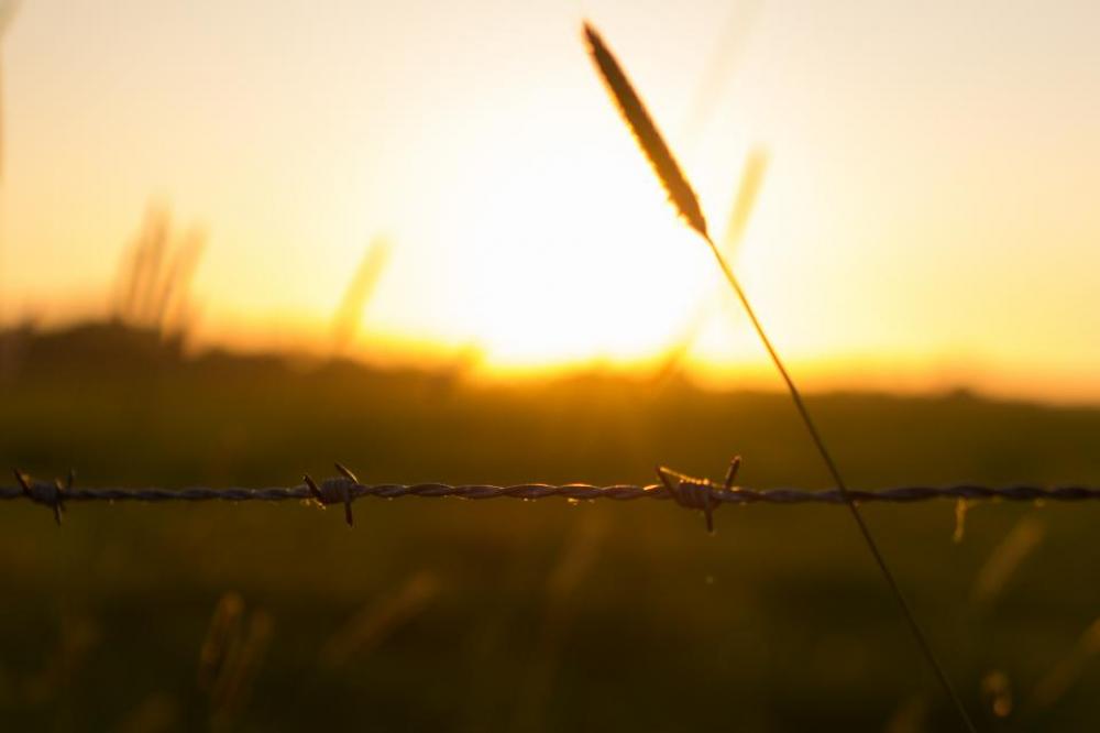 barbwire fence sunset field nature barbwire fence sunset field nature