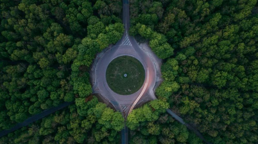 green trees plant nature forest green trees plant nature forest