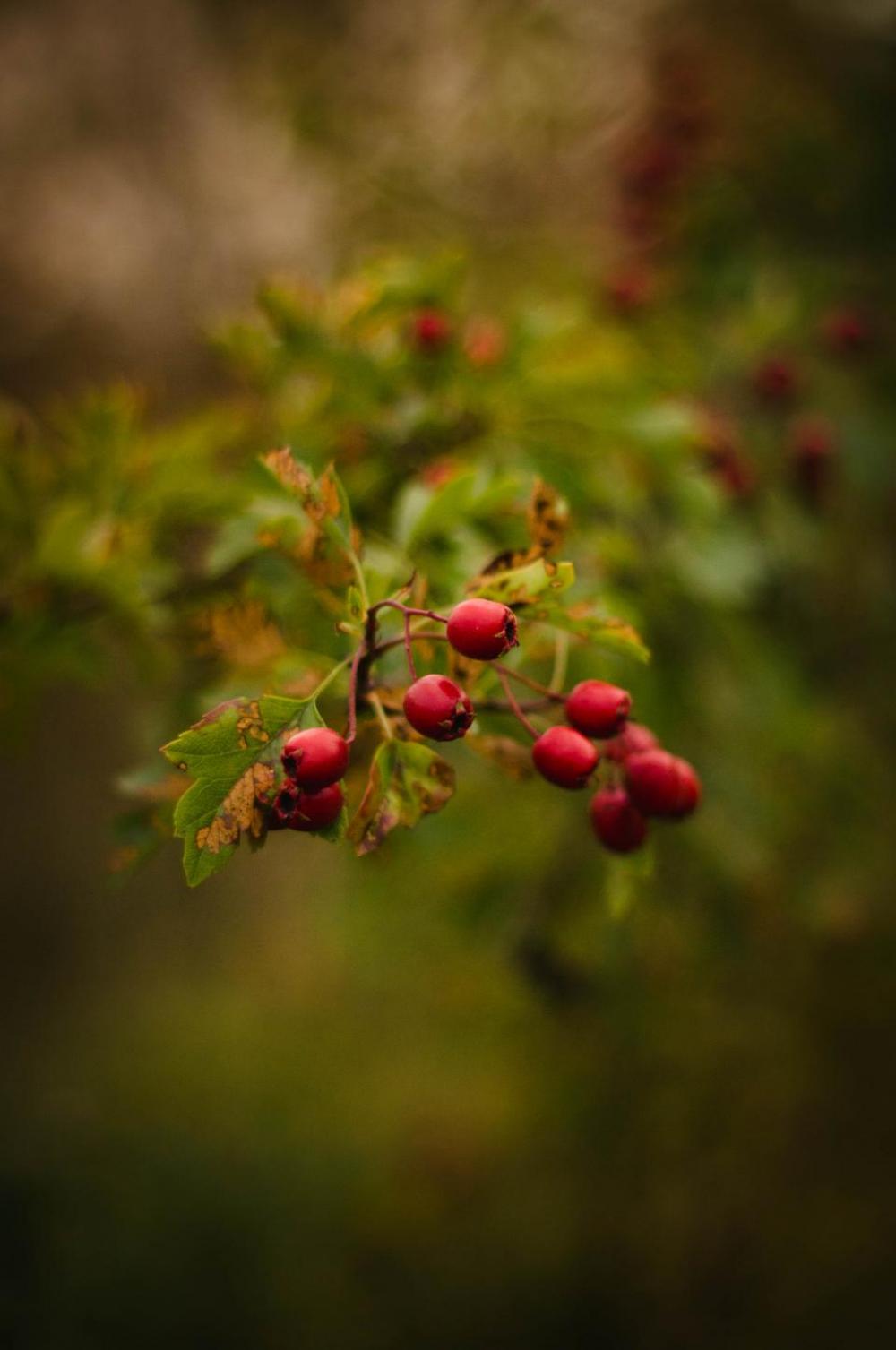 red fruit green leaf plant red fruit green leaf plant