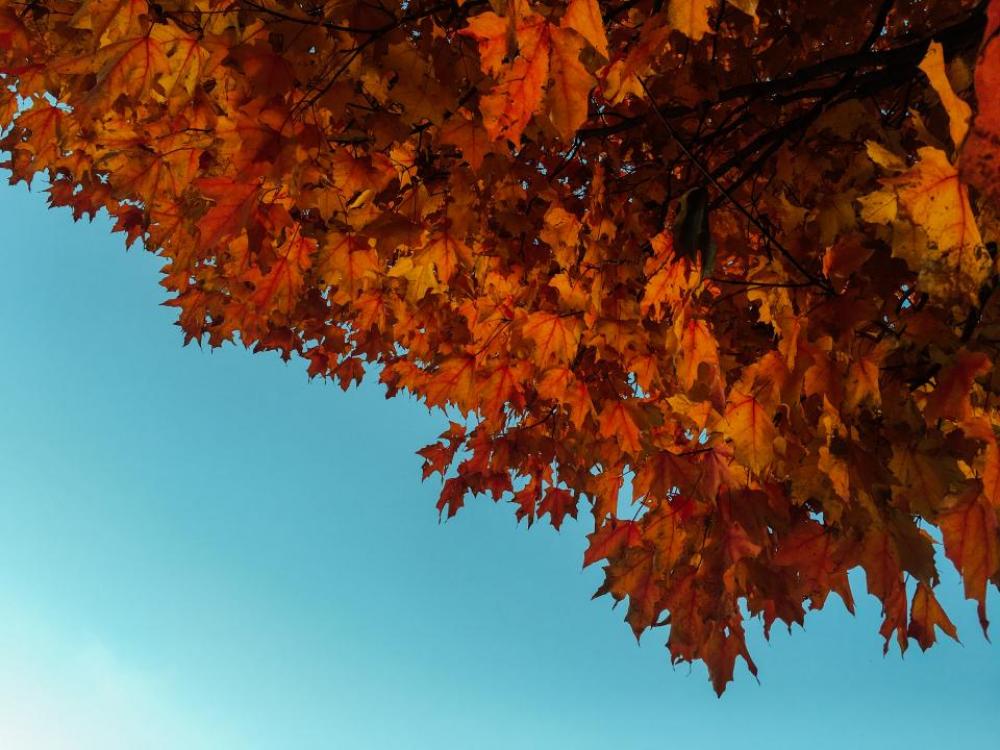 red orange leaves fall autumn red orange leaves fall autumn