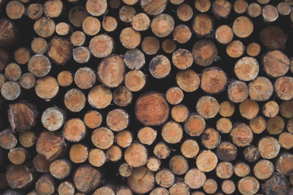 large chopped logs wood forest large chopped logs wood forest
