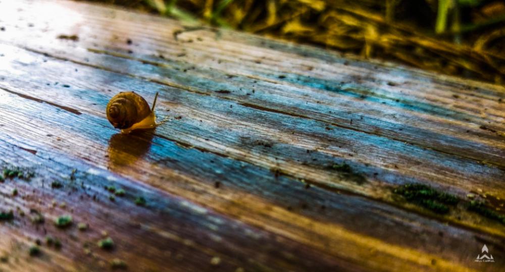slow forest wood nature colors slow forest wood nature colors