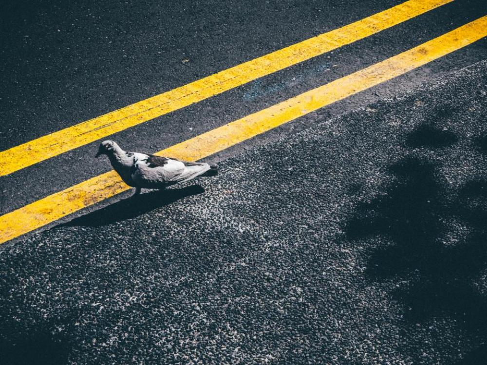 pigeon bird pavement road street pigeon bird pavement road street