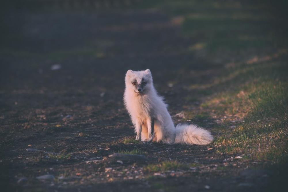 wolf animal nature field outdoor wolf animal nature field outdoor