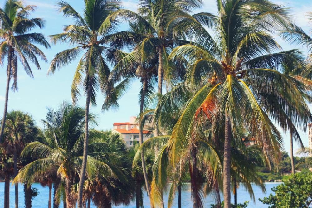 palm trees beach summer blue sky sea palm trees beach summer blue sky sea