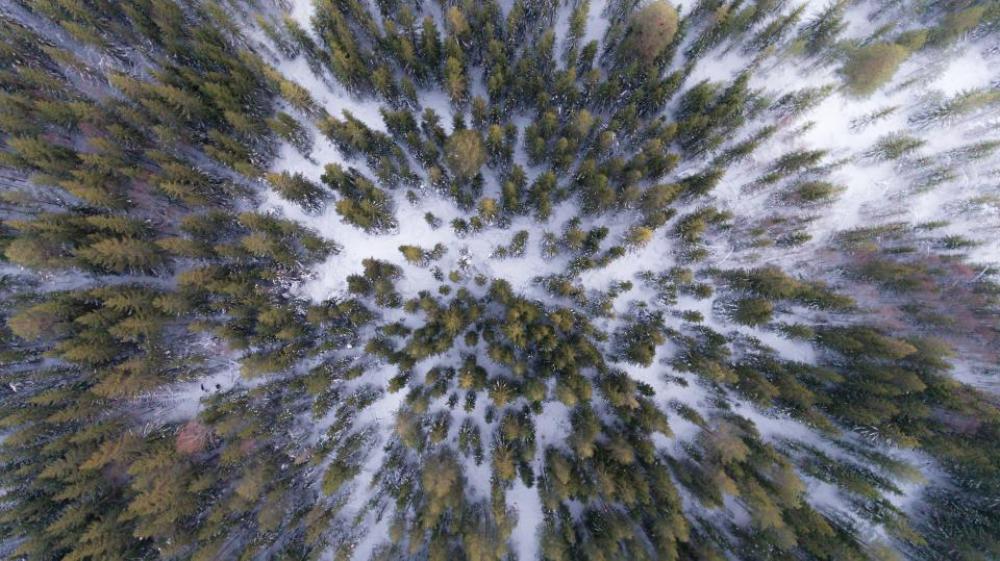 nature landscape aerial woods forest nature landscape aerial woods forest