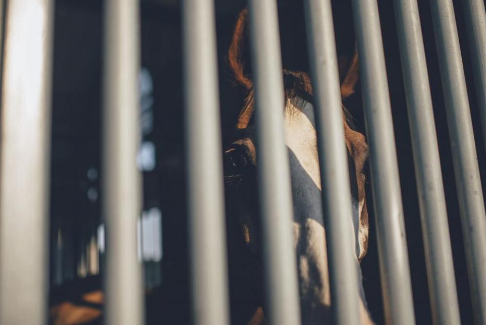 horse bars snout animal brown horse bars snout animal brown