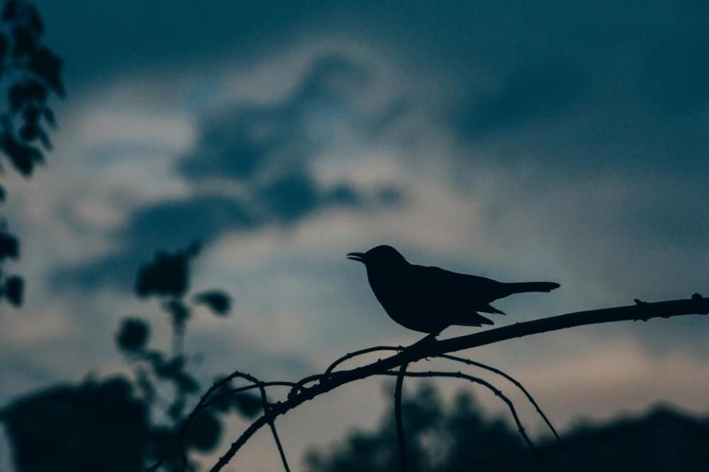 animals birds perched trees branches animals birds perched trees branches