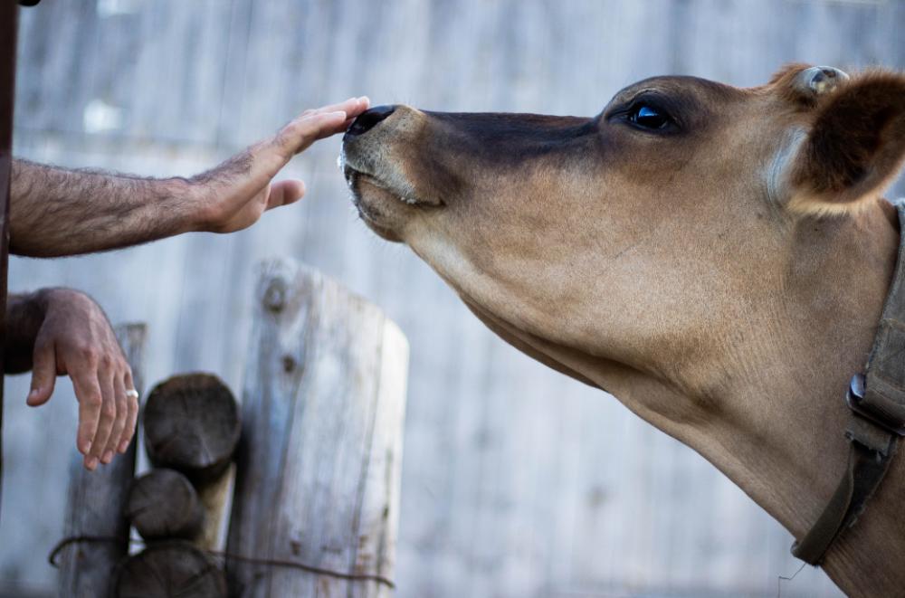 cow nose touch animal farm cow nose touch animal farm
