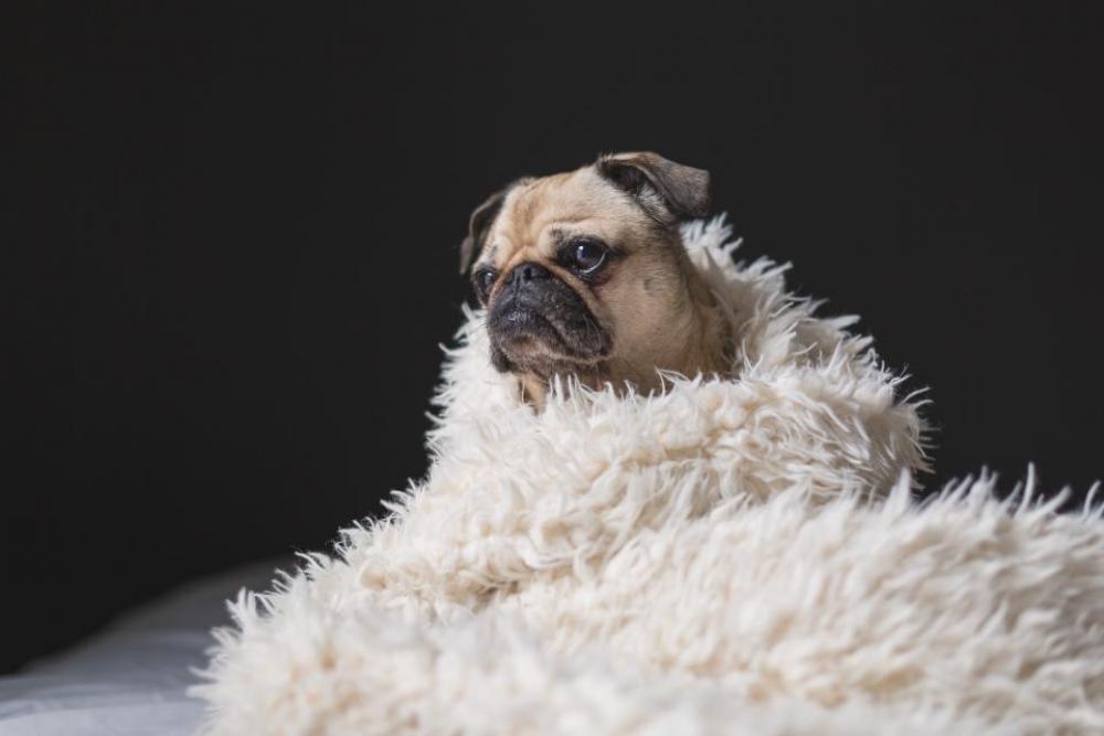 dog pug animal bed sheet dog pug animal bed sheet