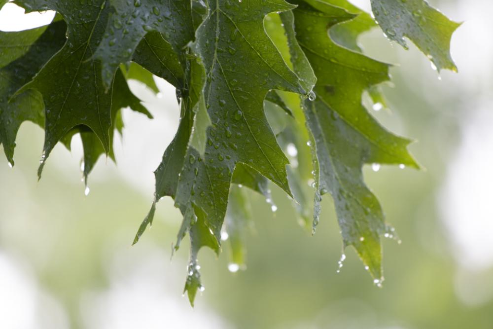 wet leaves close up trees rain wet leaves close up trees rain