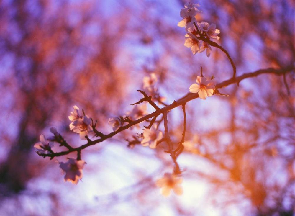 purple sunshine trees blossoms flowers purple sunshine trees blossoms flowers