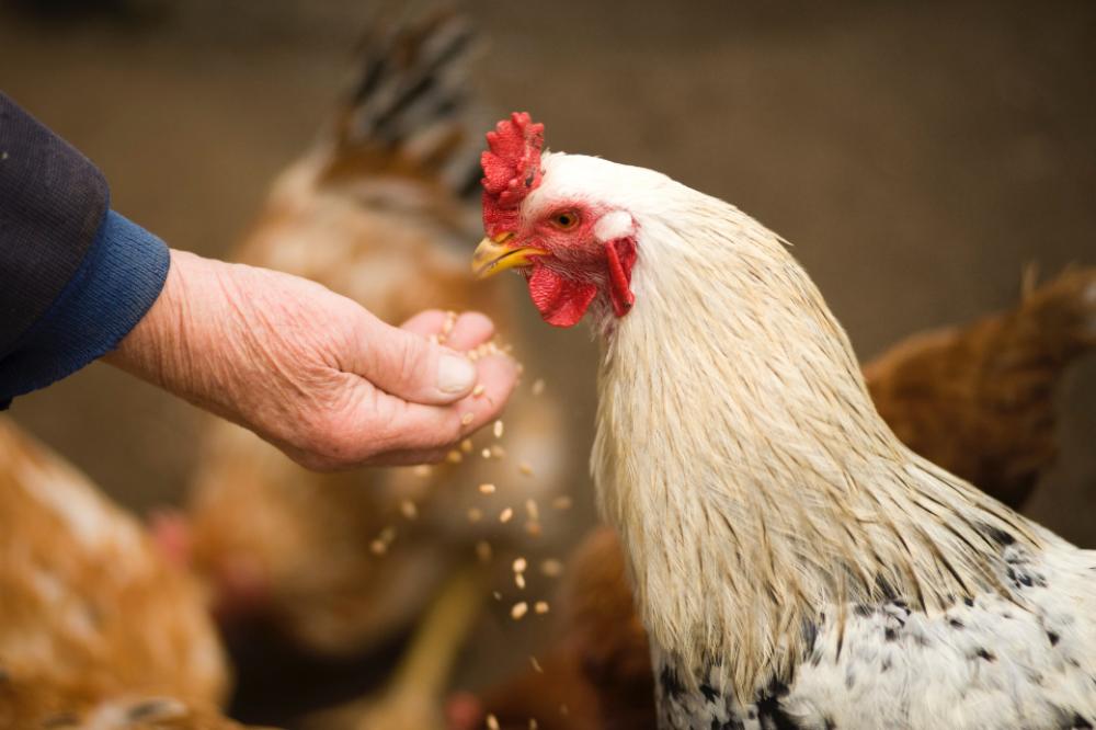 old man feeding chicken farm animal old man feeding chicken farm animal
