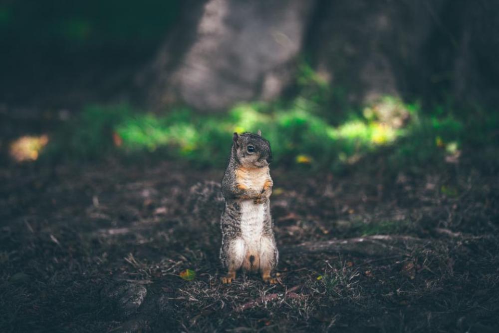 animals squirrel furry fluffy cute animals squirrel furry fluffy cute