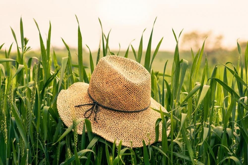 straw hat field grass summer straw hat field grass summer
