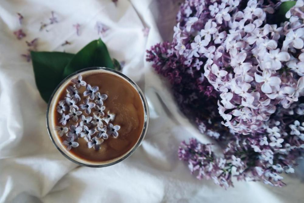 flowers nature blossoms lilac petals flowers nature blossoms lilac petals