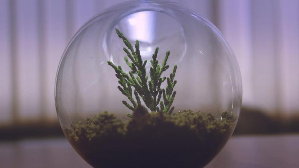 plant aquarium display glass bowl plant aquarium display glass bowl