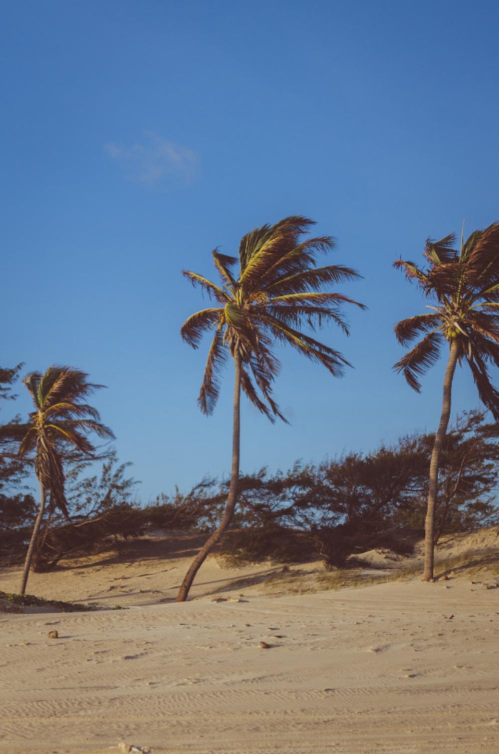 plam tree swinging wind beach travel plam tree swinging wind beach travel