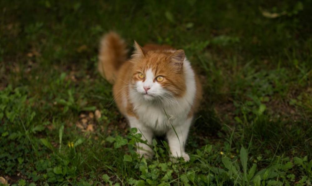 cat pet animal green grass cat pet animal green grass