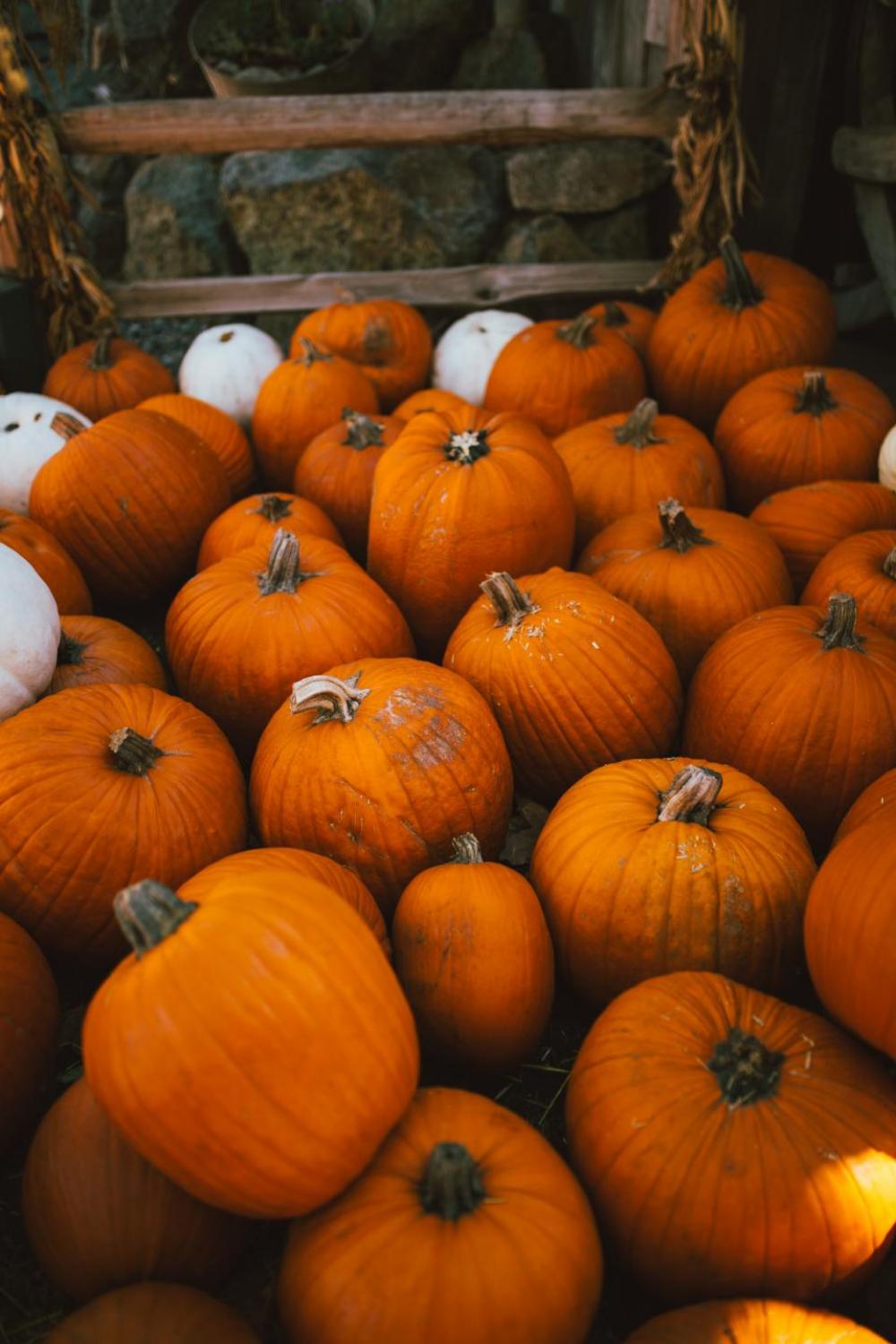squash vegetable pumpkin halloween squash vegetable pumpkin halloween