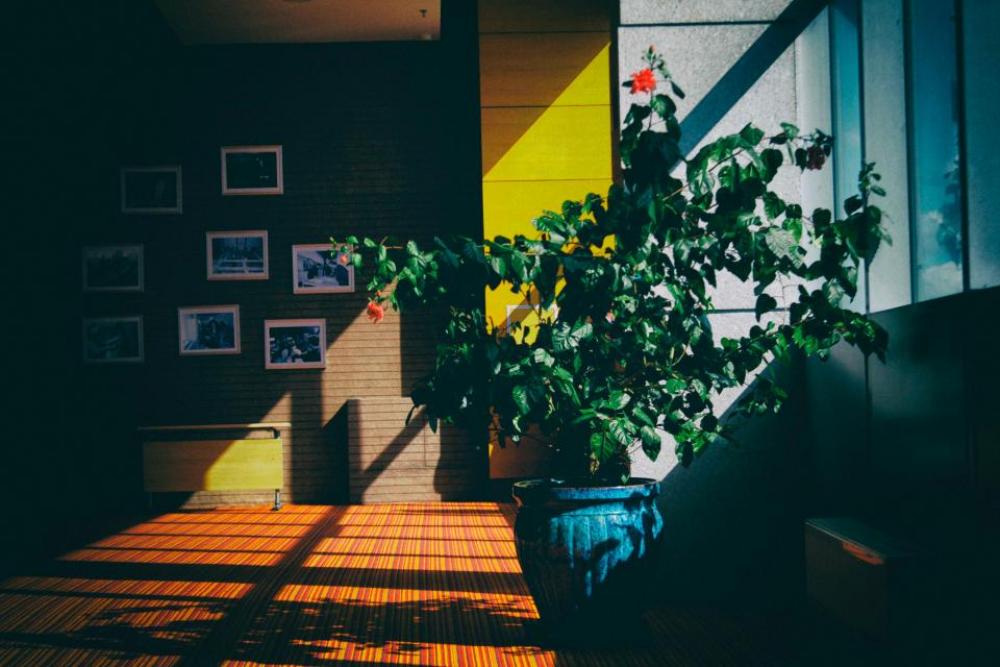 architecture building indoor interior plants architecture building indoor interior plants
