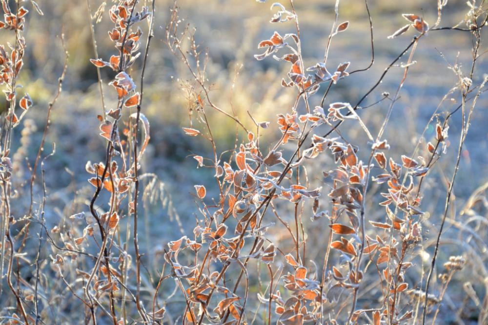 leaves autumn nature hoarfrost crystals leaves autumn nature hoarfrost crystals