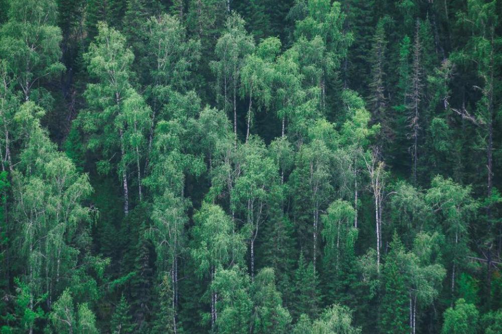 forest trees green plants nature forest trees green plants nature