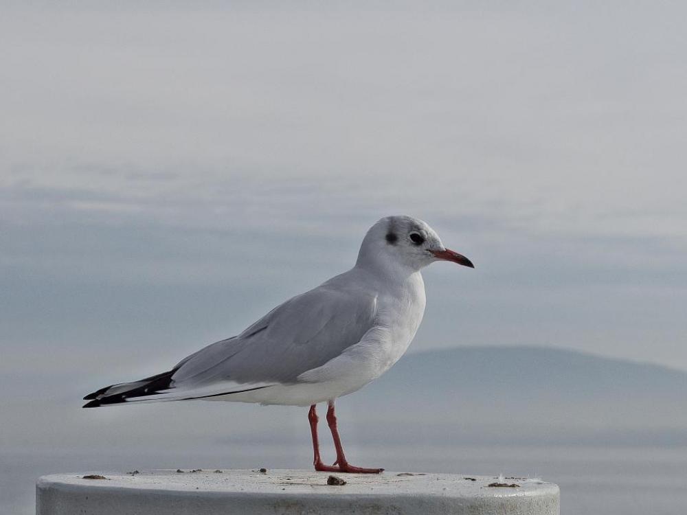seagull bird animals seagull bird animals