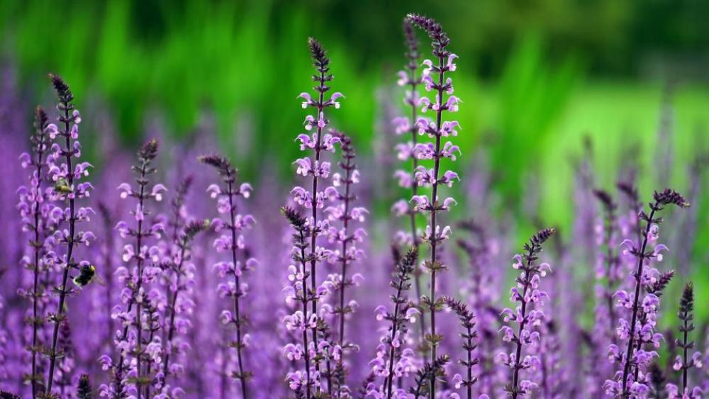 flowers nature blossoms branches bed flowers nature blossoms branches bed