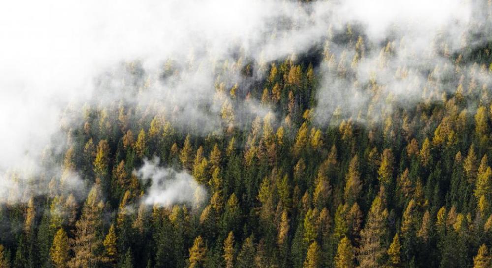 nature landscape forest trees clouds nature landscape forest trees clouds