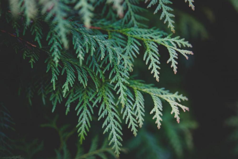 green leaf plant nature blur green leaf plant nature blur