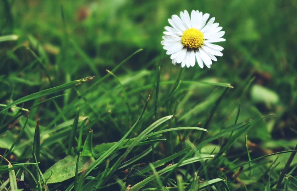 daisy daisies flowers grass nature daisy daisies flowers grass nature