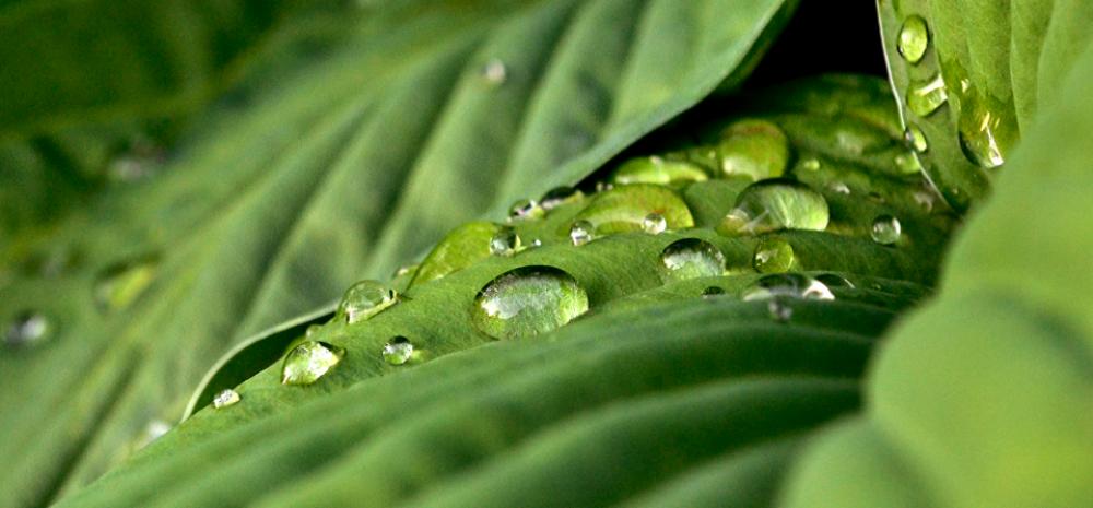rain wet leaves nature environment rain wet leaves nature environment