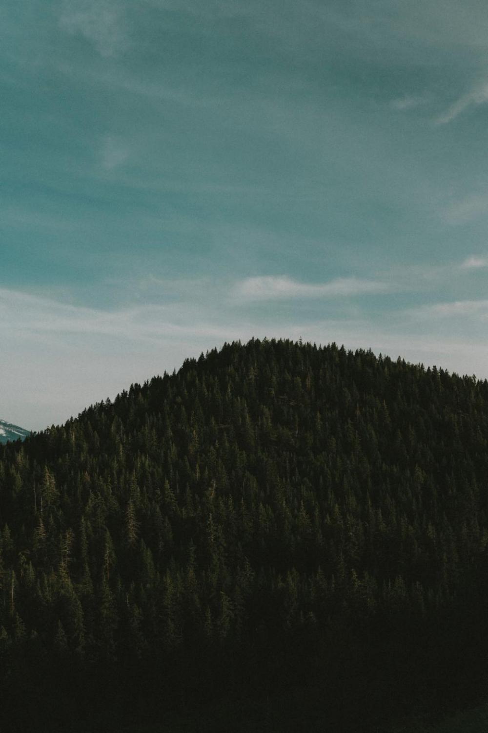 green trees plant nature forest green trees plant nature forest