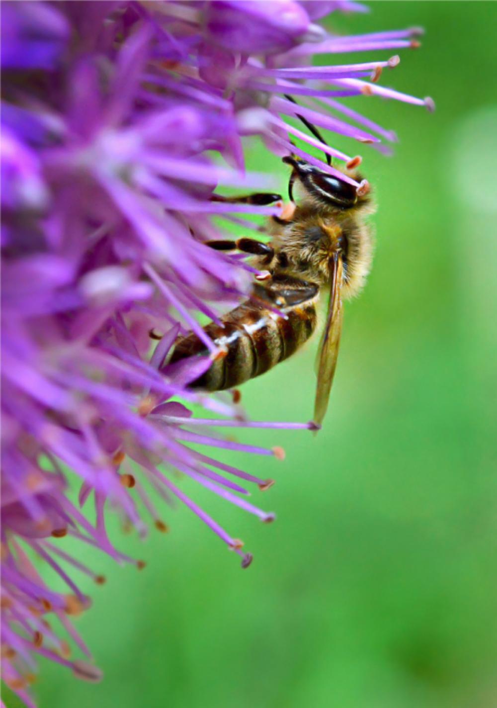 bee flower macro nature summer bee flower macro nature summer