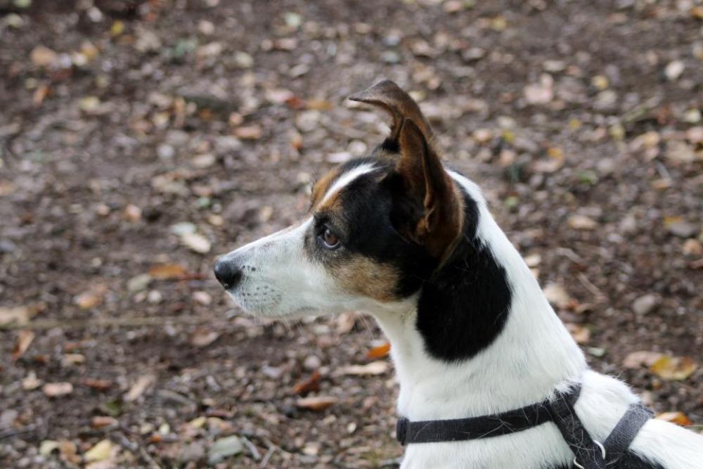 dog puppy animal white stray dog puppy animal white stray