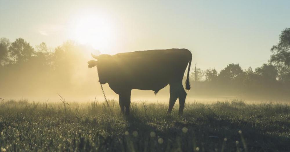 cow animal cattle grass plants cow animal cattle grass plants